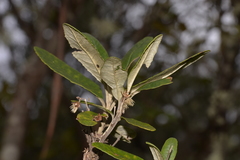 Olearia oppositifolia
