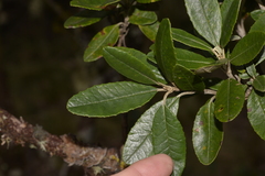 Olearia oppositifolia