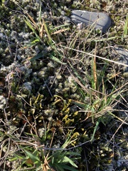 Carmichaelia corrugata