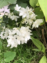 Deutzia gracilis