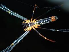 Nephila pilipes