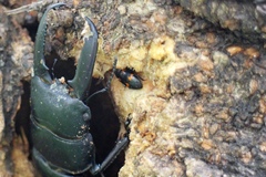 Glischrochilus japonius