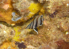 Chelmonops curiosus
