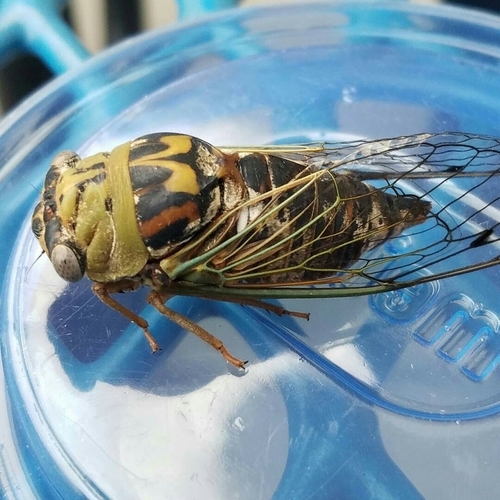 Great Resh Cicada