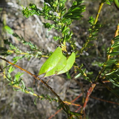 Cyclopia plicata