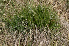 Carex umbrosa