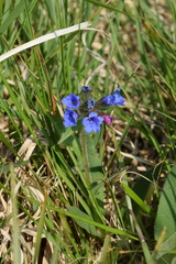 Pulmonaria australis