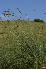 Festuca paniculata