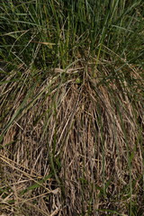 Festuca paniculata