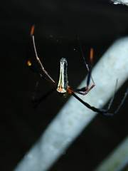 Nephila pilipes
