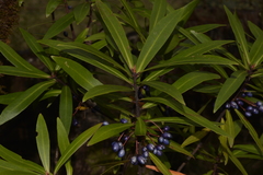Tasmannia stipitata