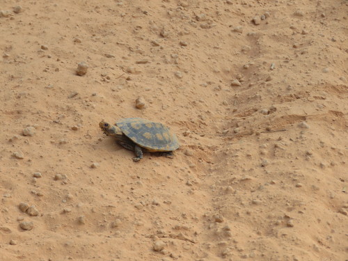 Mesoclemmys raniceps