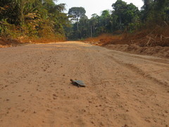 Mesoclemmys raniceps