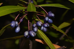 Tasmannia stipitata