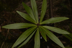 Tasmannia stipitata