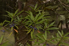 Tasmannia stipitata