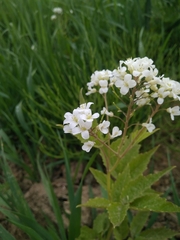 Cardamine leucantha