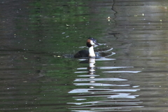 Podiceps cristatus
