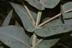 Eucalyptus nitens