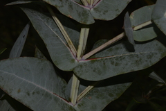 Eucalyptus nitens