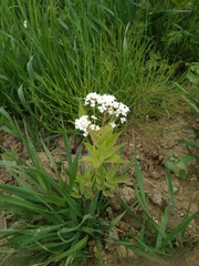 Cardamine leucantha