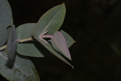 Eucalyptus nitens