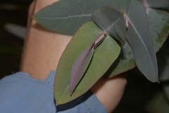 Eucalyptus nitens