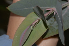 Eucalyptus nitens