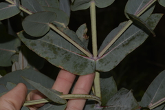 Eucalyptus nitens