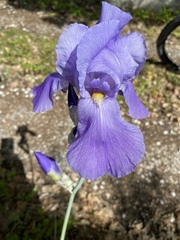 Iris
