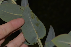 Eucalyptus nitens