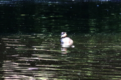 Podiceps cristatus