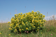 Chamaecytisus