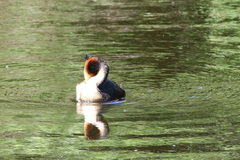 Podiceps cristatus