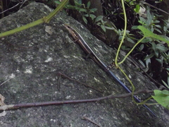 Plestiodon finitimus