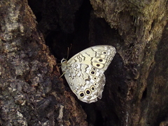 Neope goschkevitschii