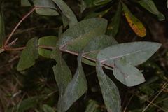 Eucalyptus nitens