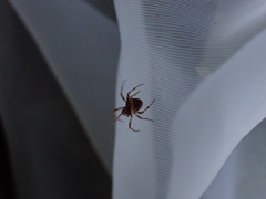 Gibbaranea bituberculata