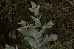 Eucalyptus nitens