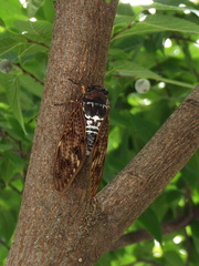 Graptopsaltria nigrofuscata