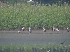 Mycteria leucocephala