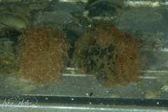 Polybranchia pallens