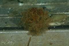 Polybranchia pallens