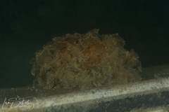 Polybranchia pallens