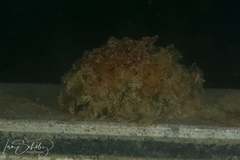 Polybranchia pallens