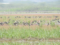 Limosa limosa