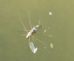 Neogerris parvulus