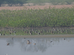 Anatidae