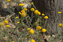 Anacyclus valentinus