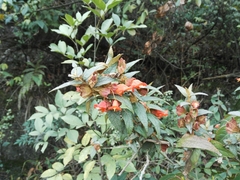 Brandisia hancei